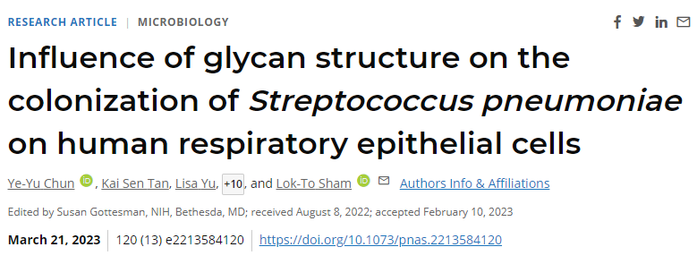 CPS的結(jié)構(gòu)形態(tài)和類型在人氣道的附著強度和存活中起著重要作用
