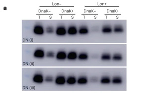 新生蛋白質(zhì)和隨機產(chǎn)生的蛋白質(zhì)有什么不同？