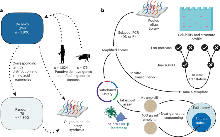 文庫設(shè)計(jì)，合成和實(shí)驗(yàn)路線