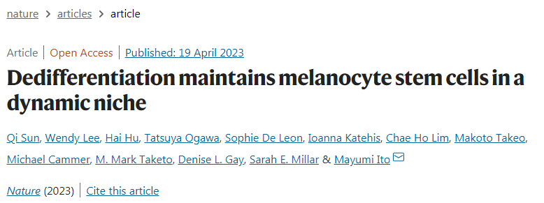黑色素干細胞(McSCs)具有顯著的可塑性 黑色素干細胞(McSCs)具有顯著的可塑性