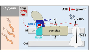Cell發(fā)現(xiàn)幽門螺桿菌的一個弱點(diǎn)：讓細(xì)胞喪失呼吸能力