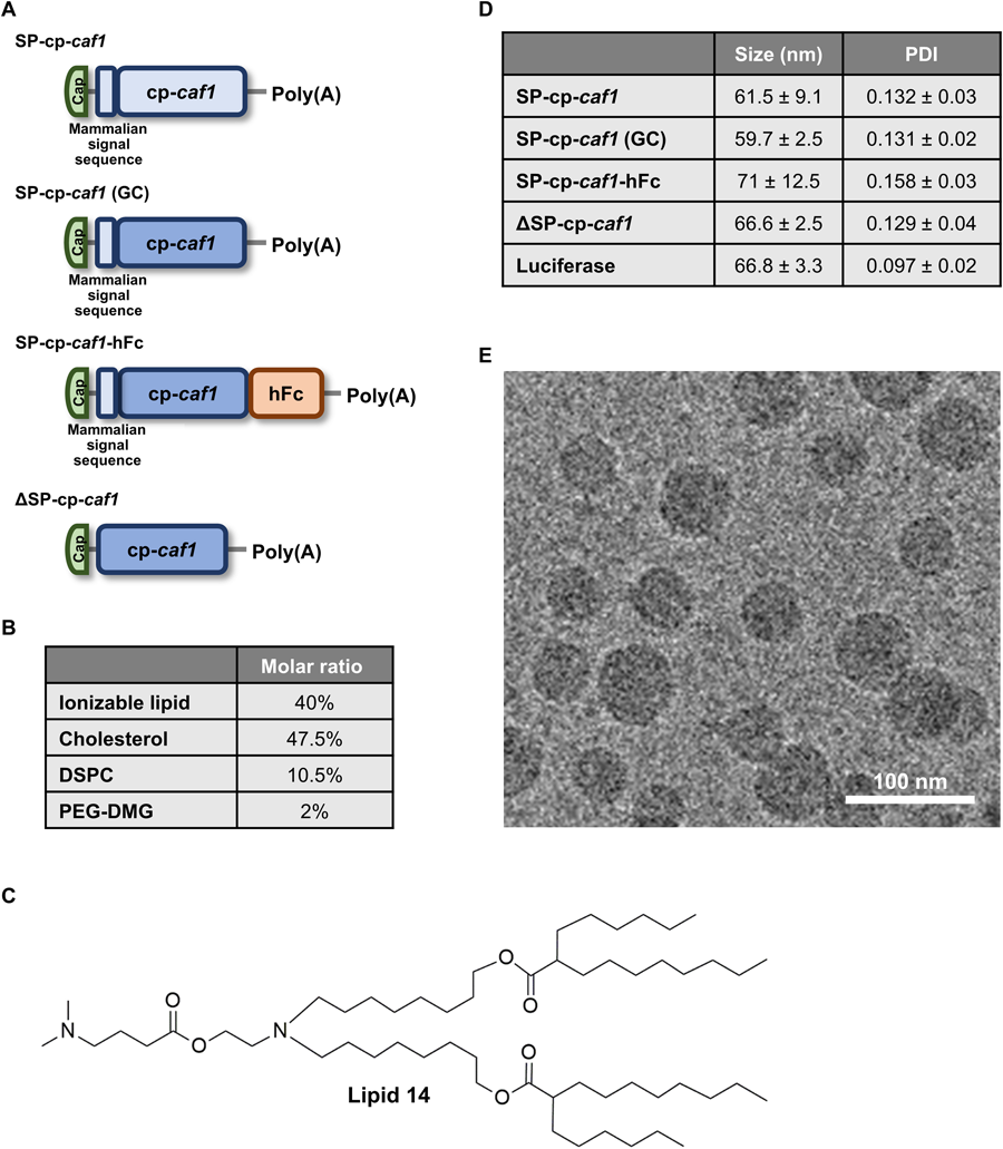 整個(gè)研究中使用的mRNA-LNPs制劑的結(jié)構(gòu)設(shè)計(jì)、物理化學(xué)特性以及SP-cp-caf1 mRNA-LNPs引起的免疫反應(yīng)