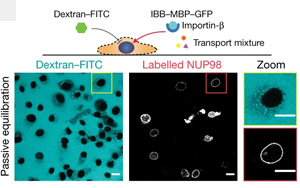 Nature：扭曲的蛋白質(zhì)保護著基因組