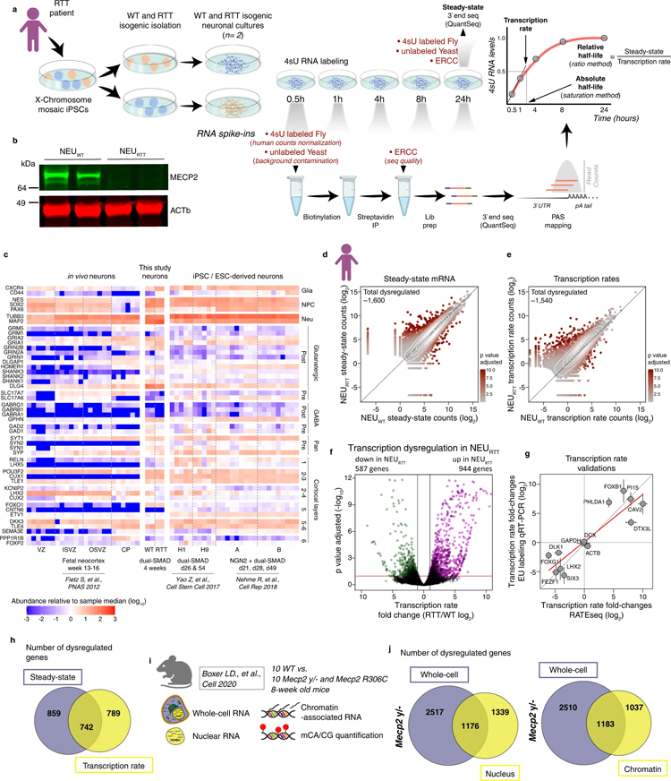 RTT神經(jīng)元轉(zhuǎn)錄速率的變化不會自動導(dǎo)致mRNA穩(wěn)態(tài)的改變