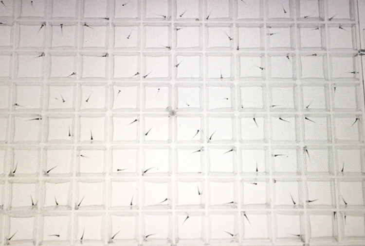 在96孔板中檢測(cè)了數(shù)千只斑馬魚幼魚