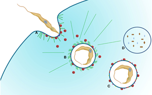 不破不立？Science子刊揭示：遭遇致命打擊時(shí)，癌細(xì)胞如何“吃自己”求生