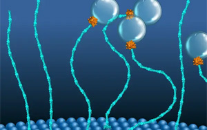 科學(xué)家發(fā)現(xiàn)了一類新的“分子馬達”