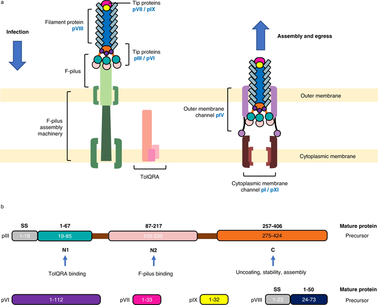 噬菌體感染、排出和包含噬菌體衣殼的蛋白質(zhì)的示意圖