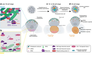 Nature子刊：RNA引導(dǎo)機制驅(qū)動細胞命運