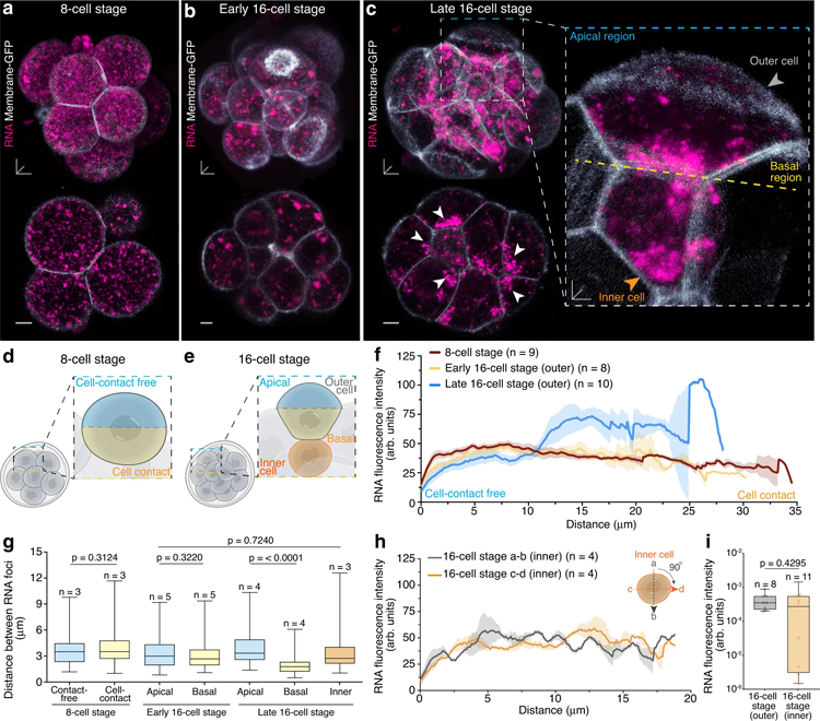 活的16細胞期小鼠胚胎外細胞中頂端至基礎(chǔ)RNA梯度