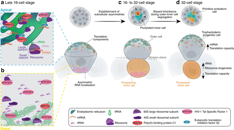 植入前小鼠胚胎中亞細胞異質(zhì)性的示意圖