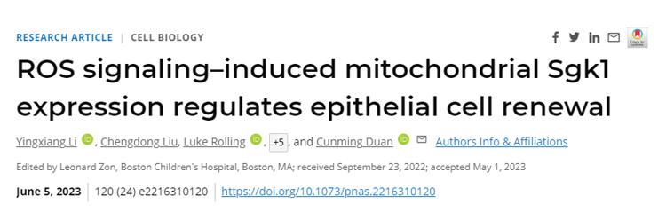 人體線粒體中的一個環(huán)可能允許細胞在分化的道路上后退