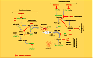 顛覆認知！人類緩解重癥新冠肺炎的新靶點，“一不留神”或將誘發(fā)精神病