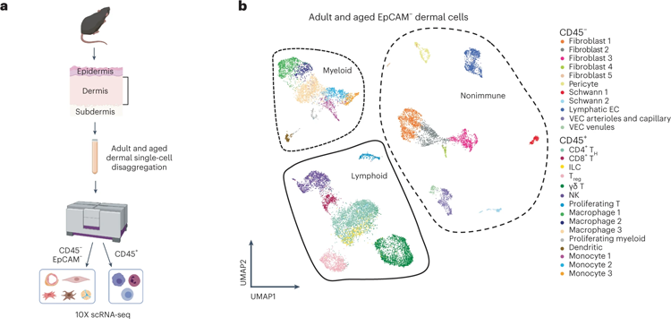 用10X單鏈核糖核酸序列鑒定皮膚細(xì)胞