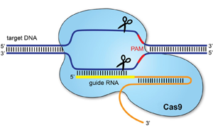 PNAS：基于CRISPR/cas9的基因驅(qū)動(dòng)可以抑制農(nóng)業(yè)害蟲