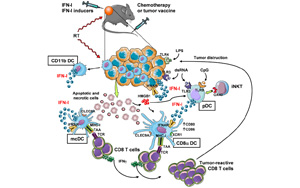 Science | 重要發(fā)現(xiàn)！斯坦福大學(xué)巧妙改造皮膚細(xì)菌，激活免疫助力抗癌