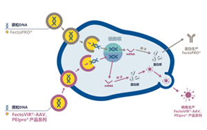 GMP級(jí)轉(zhuǎn)染試劑，為您提供高產(chǎn)量的病毒、蛋白類工業(yè)生產(chǎn)用轉(zhuǎn)染試劑