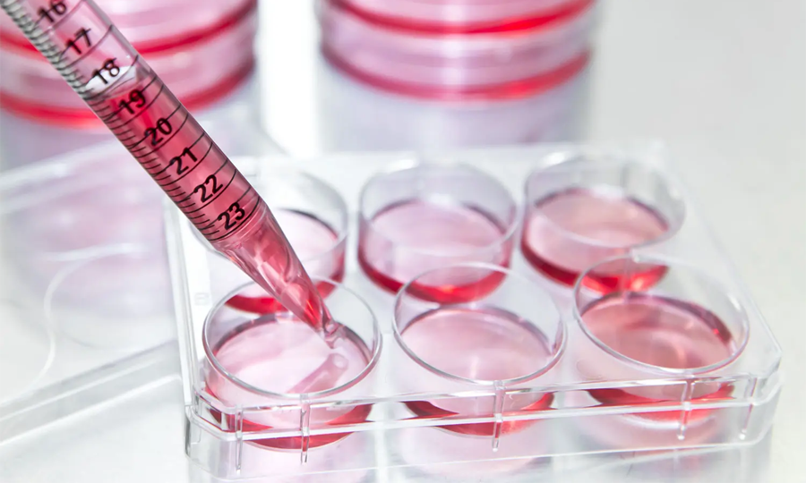 細胞培養(yǎng) 細胞培養(yǎng)