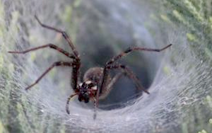 救人“蛛”“心”！研究揭示：蜘蛛致命毒液或可治療心血管疾病，全球“頭號殺手”有了“勁敵”