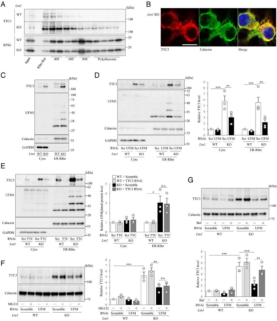 TTC3蛋白在Ltn1 KO神經(jīng)元的40S亞單位中積累 TTC3蛋白在Ltn1 KO神經(jīng)元的40S亞單位中積累