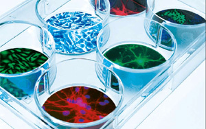 有木有增加蛋白表達(dá)量的轉(zhuǎn)染試劑？ ——試試Seebio?小西家的陽(yáng)離子聚合物PEI