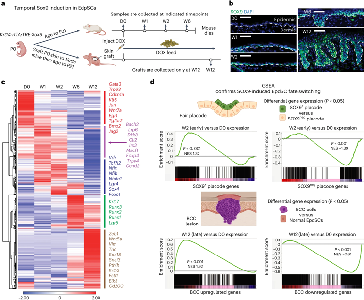 持續(xù)的SOX9再激活使表皮沉默，同時激活毛囊，隨后導(dǎo)致BCC死亡