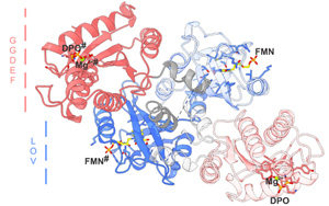 Science子刊：酶的開關