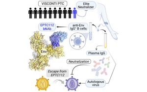 Cell子刊：首次發(fā)現(xiàn)一個針對HIV-1包膜蛋白的廣泛中和抗體