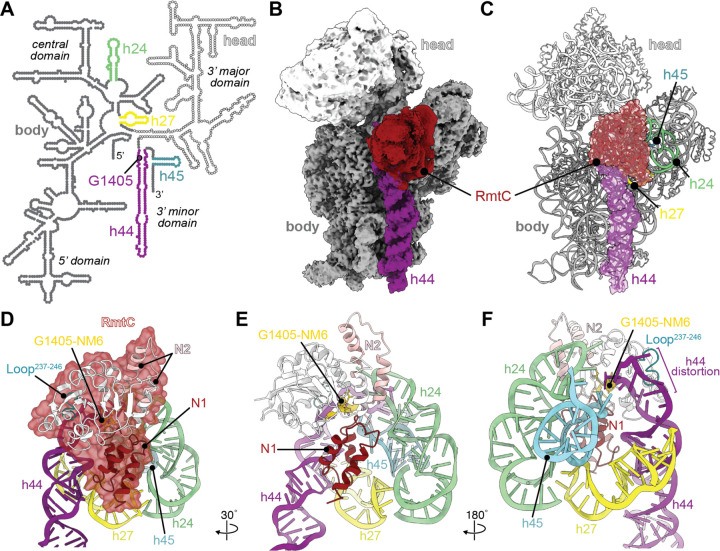 RmtC與保護(hù)性16S rRNA三維表面結(jié)合。