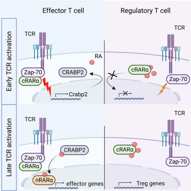 機(jī)理模式圖 機(jī)理模式圖