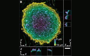 Science：“食油”微生物重塑油滴，加速碳氫化合物的生物降解