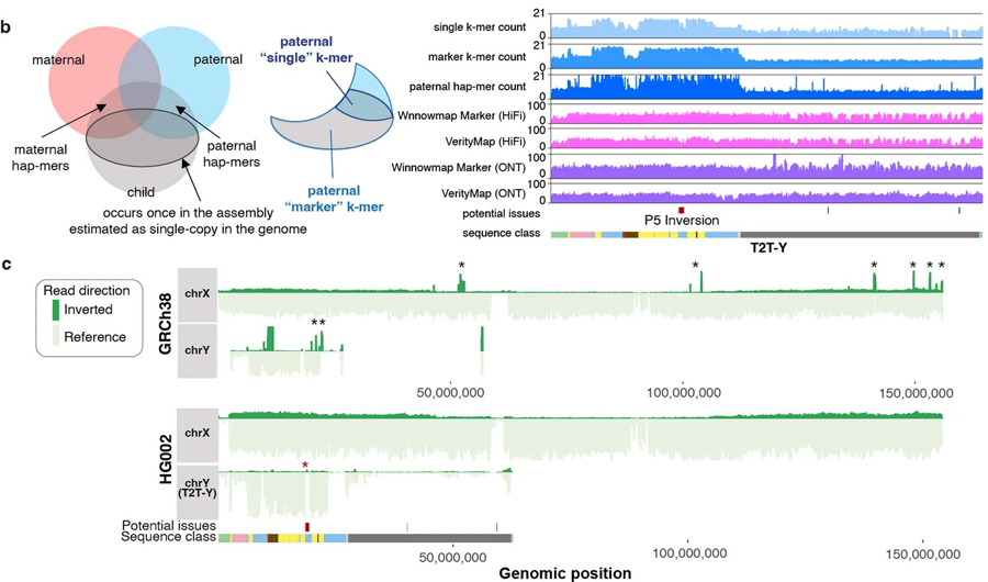 Y染色體的基因組區(qū)域終于被完全測序