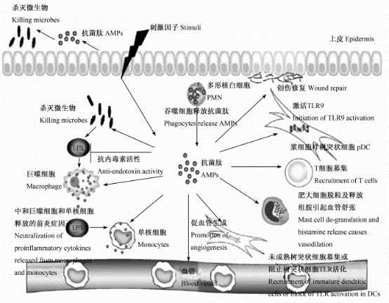 抑菌肽在宿主防御中的多重功能 抑菌肽在宿主防御中的多重功能