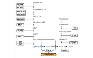 Nature：利用CRISPR，終于弄清楚了一種獨特的免疫細胞是如何識別并摧毀腫瘤的