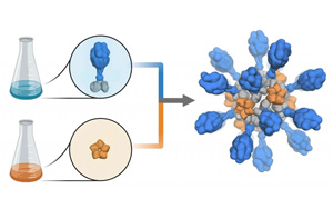 支持重組蛋白疫苗研發(fā)、生產(chǎn)的試劑解決方案