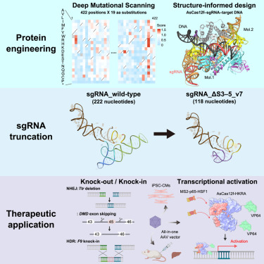 AsCas12f編輯工具的應(yīng)用 AsCas12f編輯工具的應(yīng)用