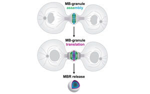 Cell子刊：細(xì)胞分裂的結(jié)果并非只是兩個(gè)子細(xì)胞，其殘余是導(dǎo)致癌癥擴(kuò)散的原因