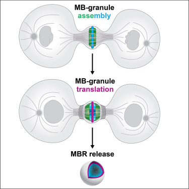 中間體顆粒的組裝，翻譯和釋放過程