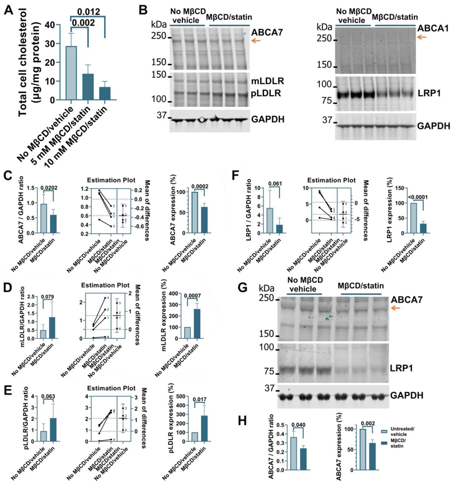 ABCA1在未處理的HMC3細胞中的表達非常低