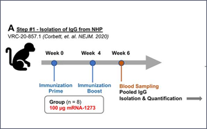 南京新冠感染者多為疫苗接種者，兩大頂刊揭示：為何疫苗防不住病毒？