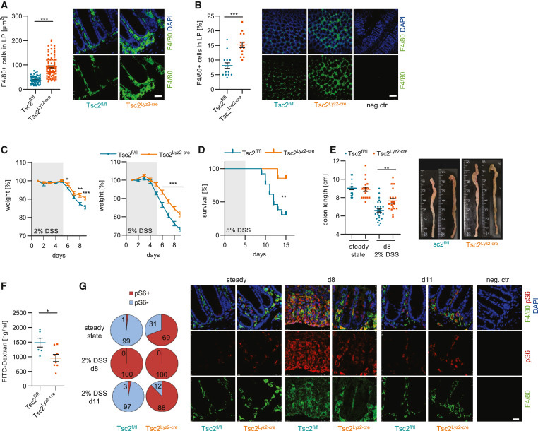 巨噬細胞中Tsc2的缺失可預防DSS誘導的結腸炎