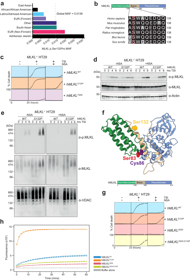 MLKL S132P在神經(jīng)磺酰胺或Ser83抑制存在的情況下執(zhí)行細(xì)胞凋亡 MLKL S132P在神經(jīng)磺酰胺或Ser83抑制存在的情況下執(zhí)行細(xì)胞凋亡