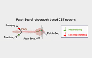《Neuron》新生物標志物預測神經元是否會再生