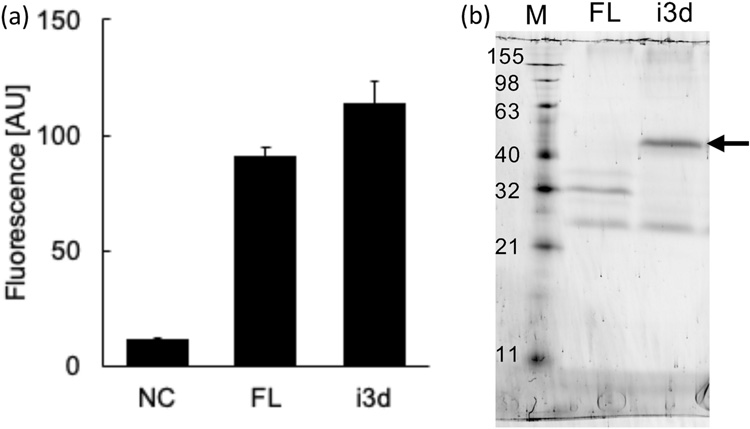 全長H3R(FL)和缺失I3L的H3R(i3d)在釀酒酵母YB1菌株中的表達 全長H3R(FL)和缺失I3L的H3R(i3d)在釀酒酵母YB1菌株中的表達