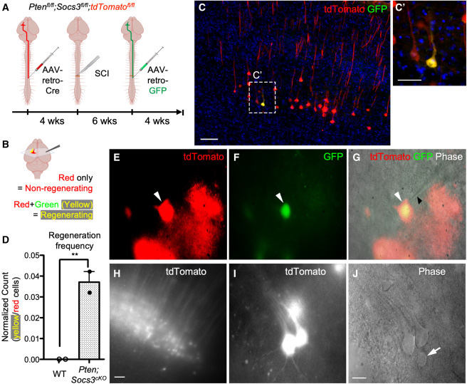 通過深度單細胞RNA測序技術(shù)，研究脊髓損傷后皮質(zhì)脊髓束（CST）神經(jīng)元的再生能力
