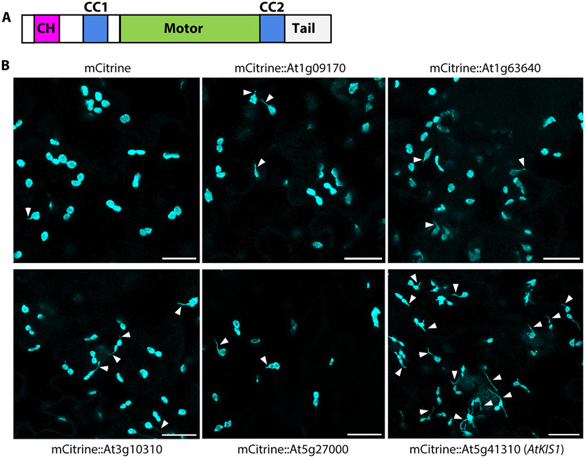 具有鈣調(diào)蛋白同源結(jié)構(gòu)域At5g41310的擬南芥驅(qū)動(dòng)蛋白的過(guò)表達(dá)誘導(dǎo)組成型stromule的形成。