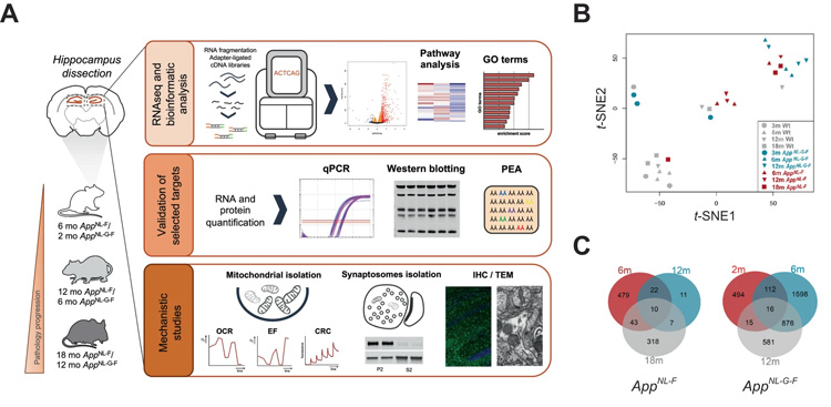 轉(zhuǎn)錄組分析鑒定了Aβ誘導(dǎo)的小鼠App敲除海馬基因和通路的改變 轉(zhuǎn)錄組分析鑒定了Aβ誘導(dǎo)的小鼠App敲除海馬基因和通路的改變