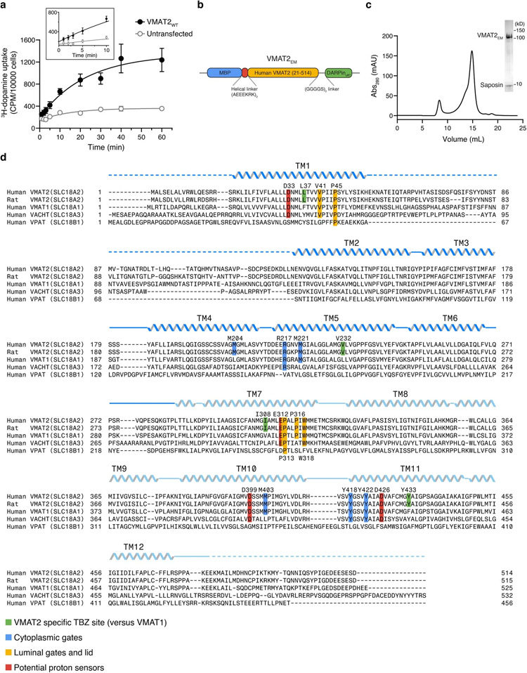 VMAT2的結(jié)構(gòu)設(shè)計(jì)和序列比對(duì) VMAT2的結(jié)構(gòu)設(shè)計(jì)和序列比對(duì)