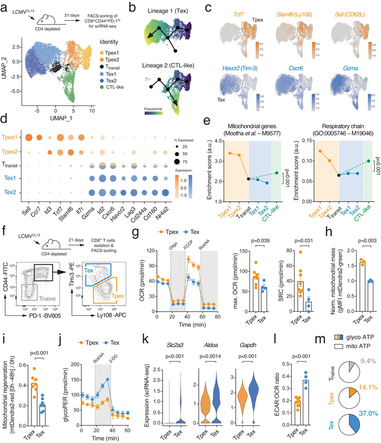 T細(xì)胞耗竭的特征是代謝重編程