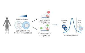 CRISPR高通量篩選鑒定可增強癌癥T細(xì)胞治療的主調(diào)控因子